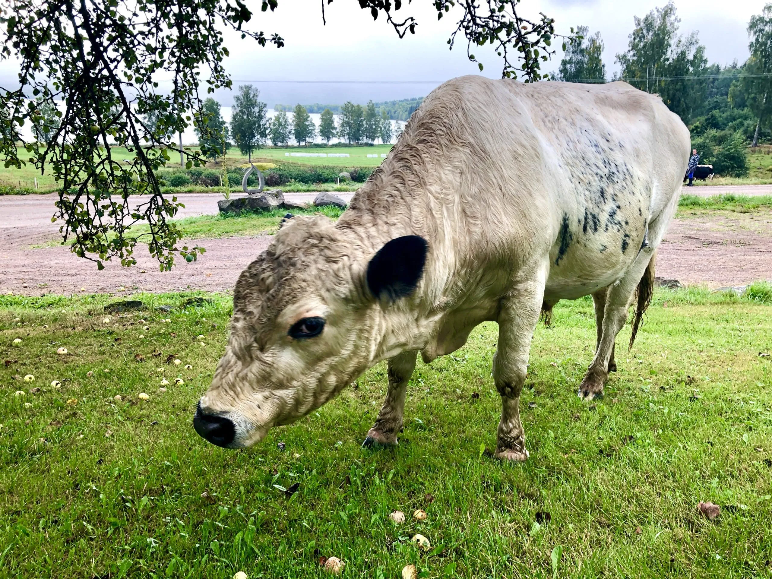 Svenskjakt