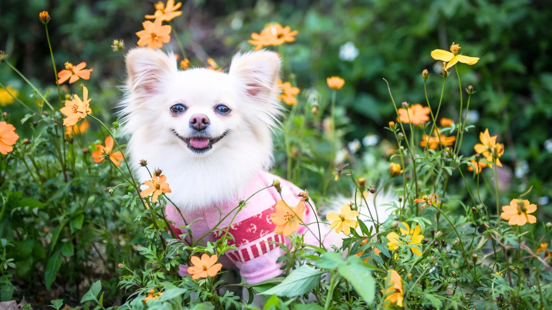 Worldanimalfoundation