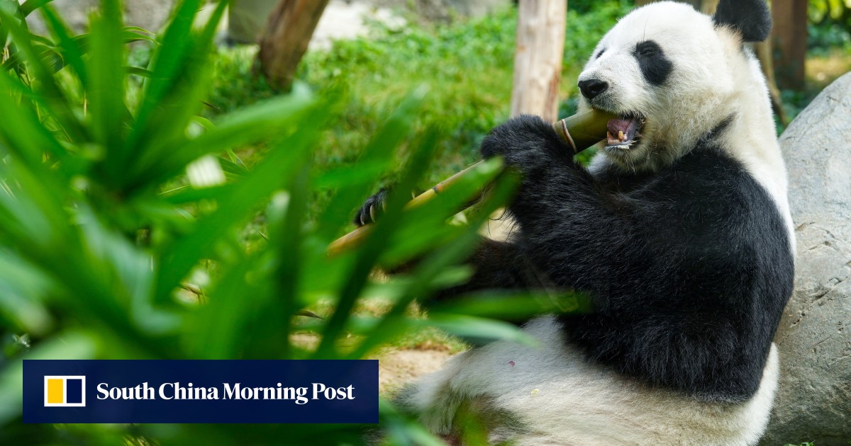 South China Morning Post