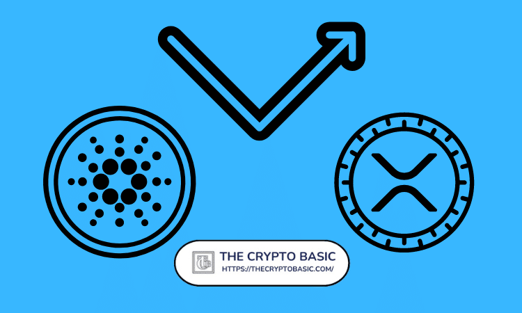 TheCryptoBasic