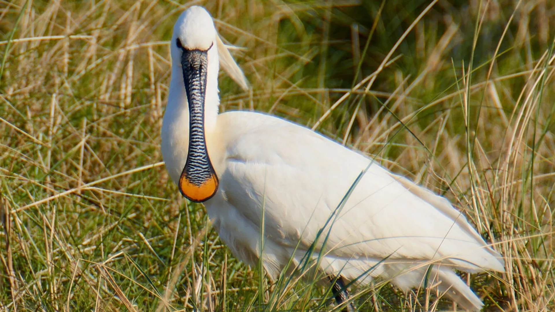 Omropfryslan