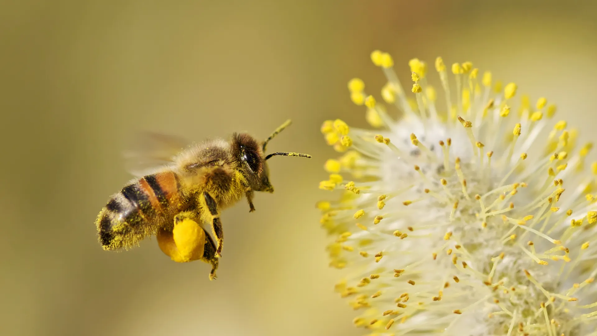 Beyondpesticides