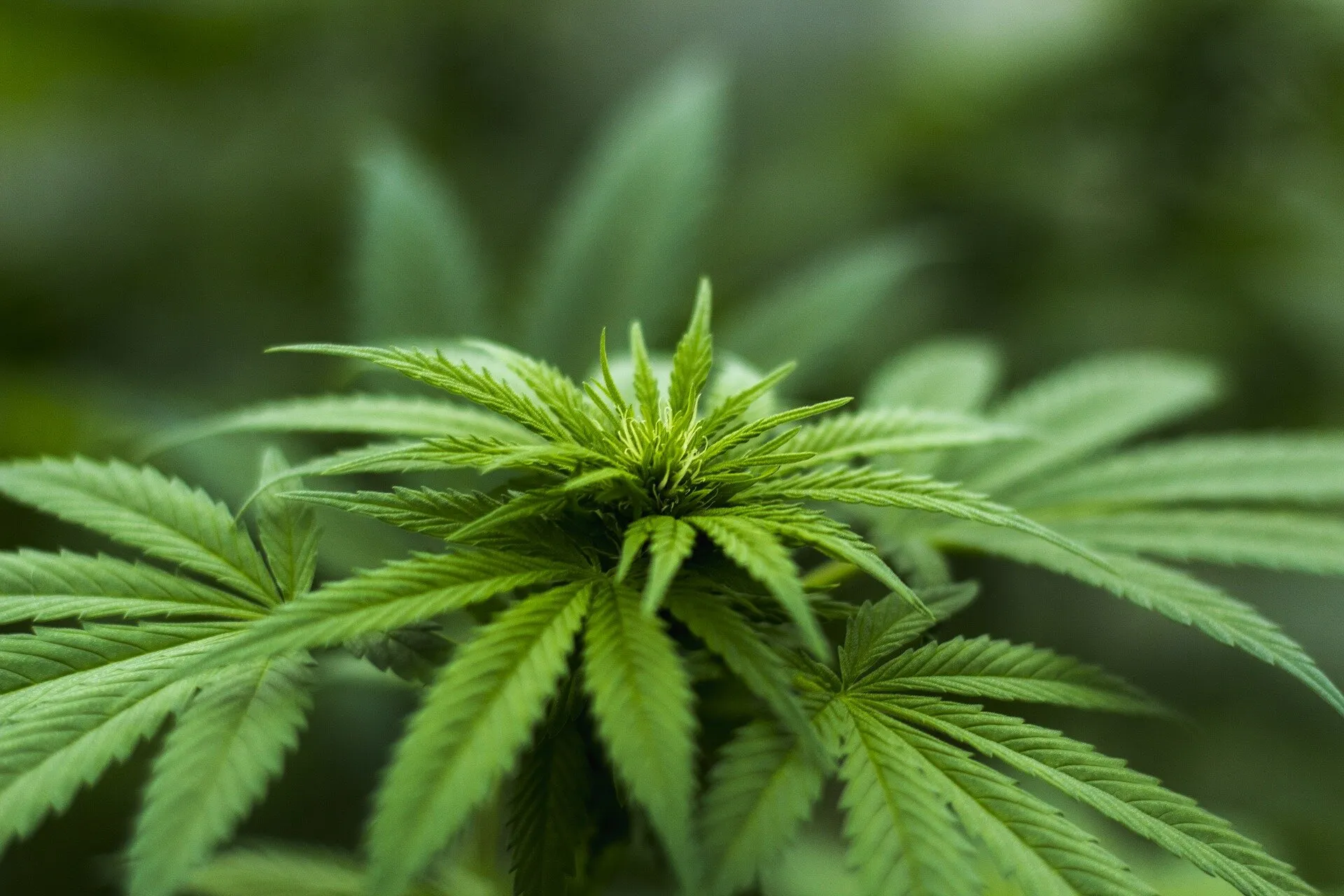 Medicalxpress