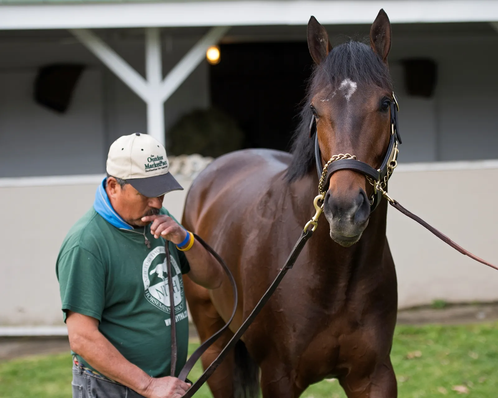 Bloodhorse