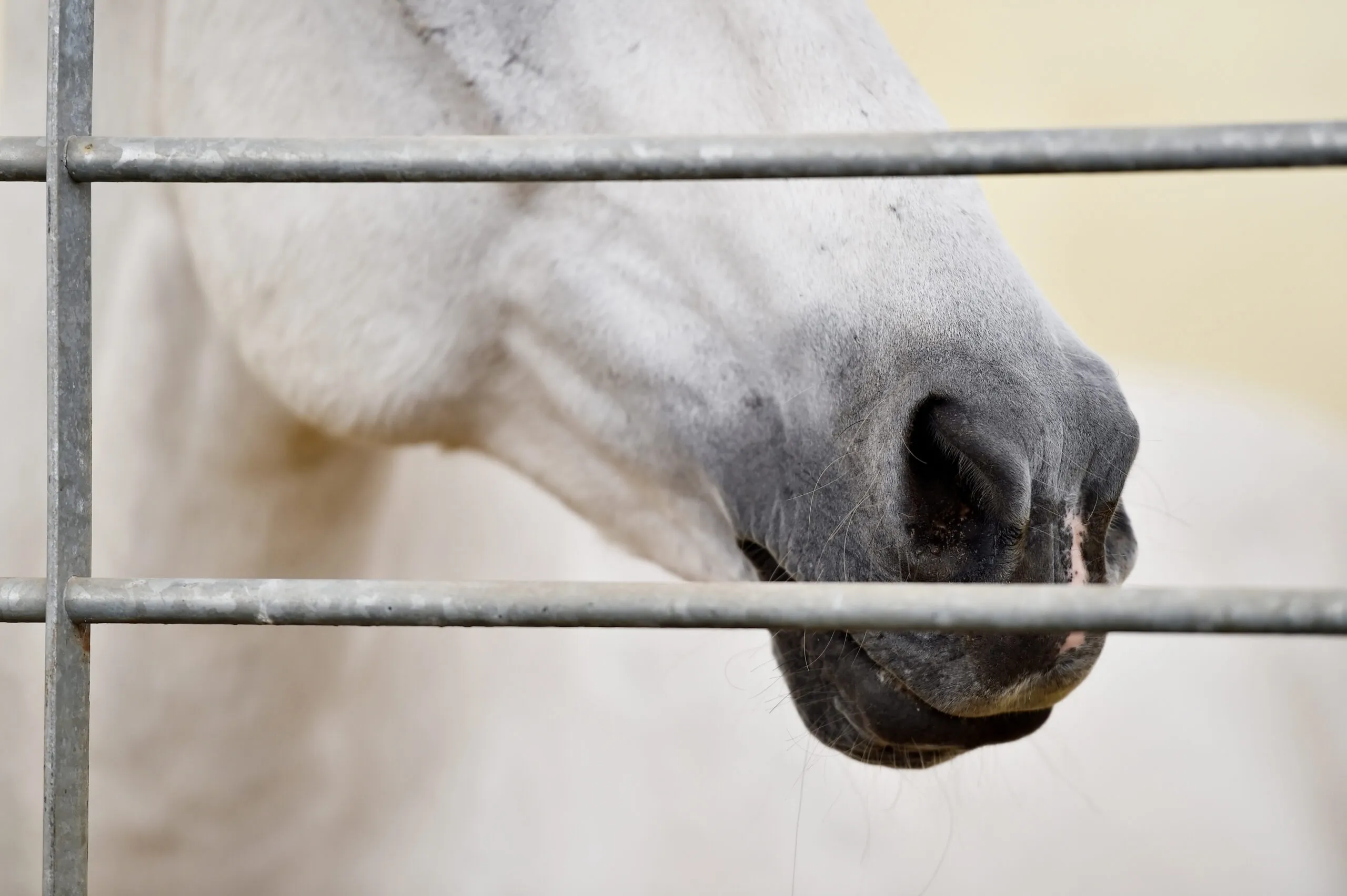 Equusmagazine