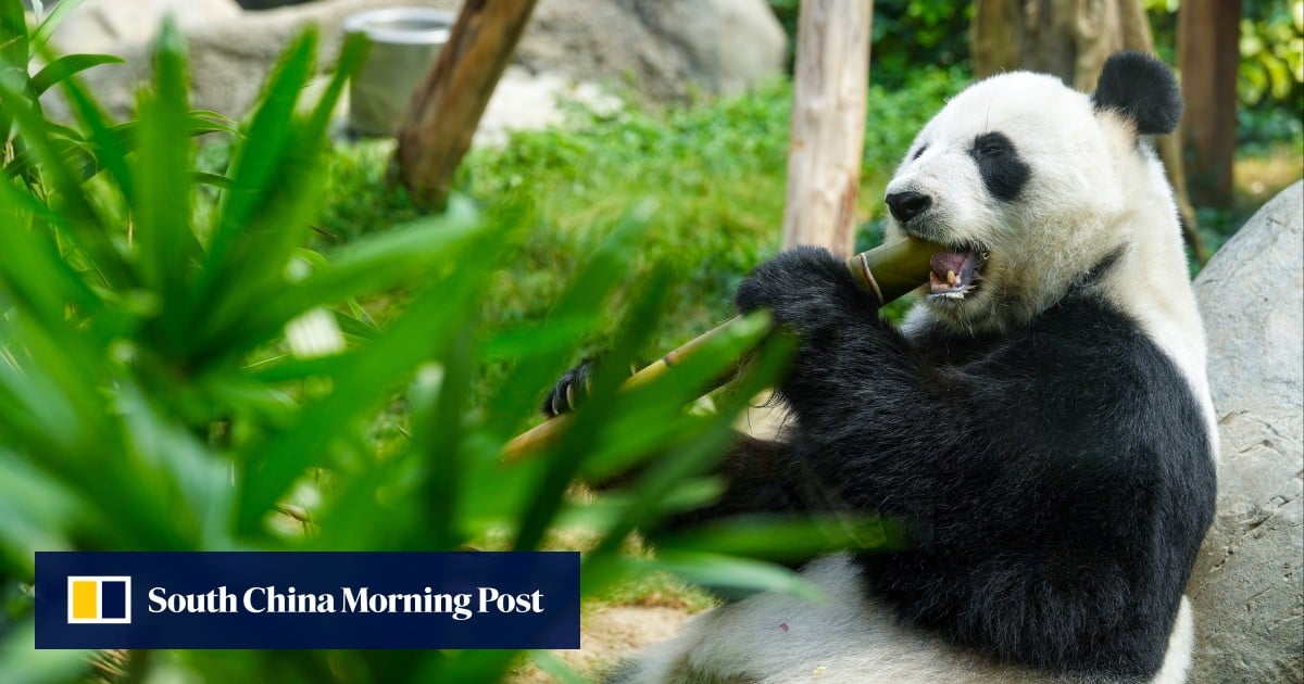 South China Morning Post