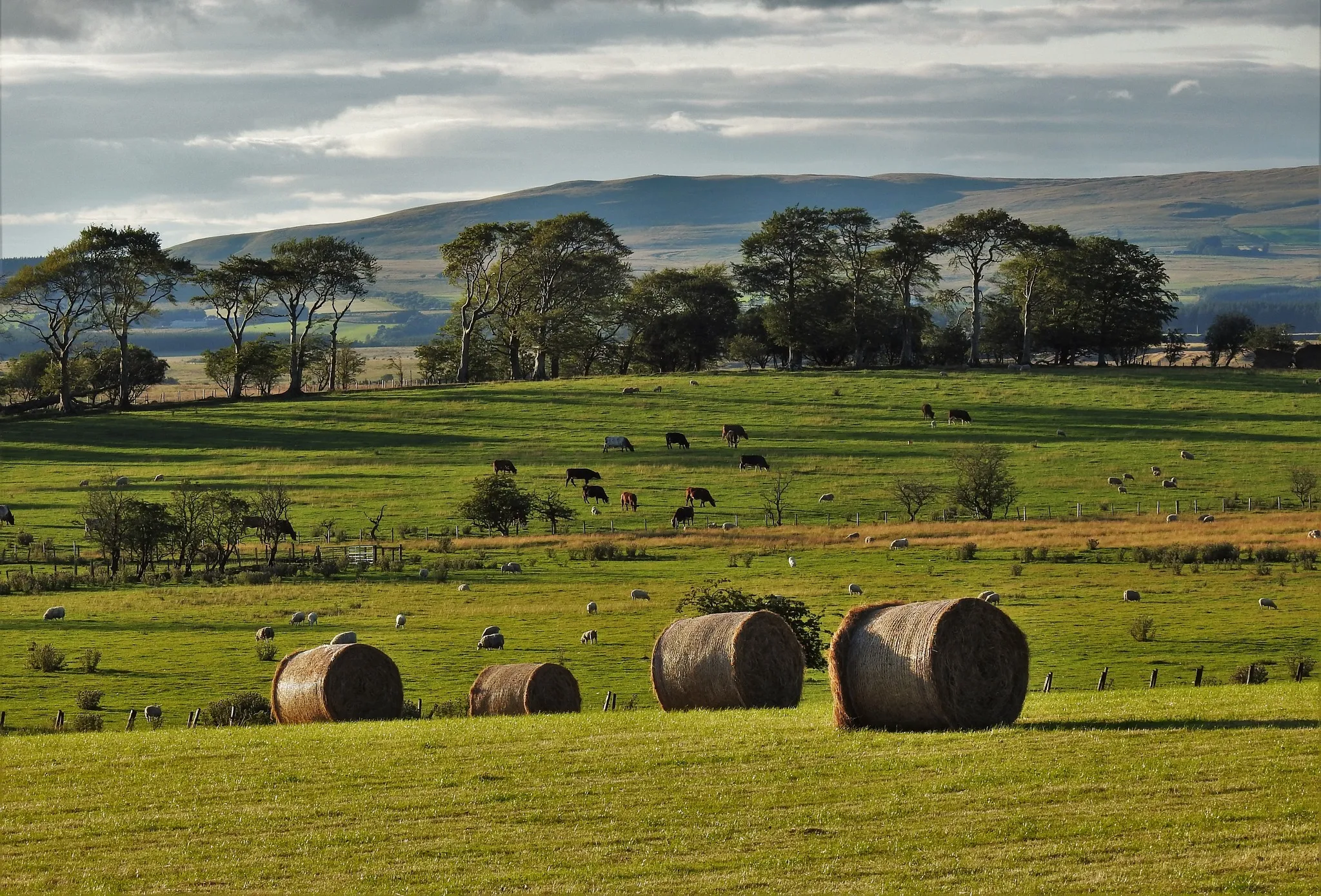 Thescottishfarmer